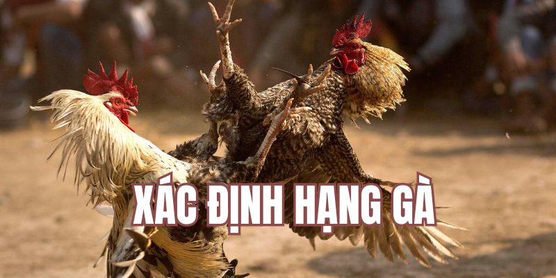 Xác định hạng gà